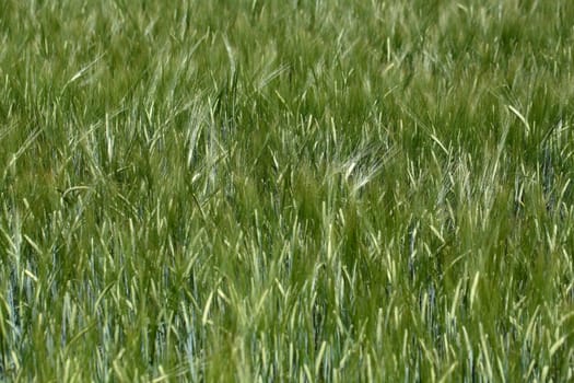 Photo of a green barley field in summer.