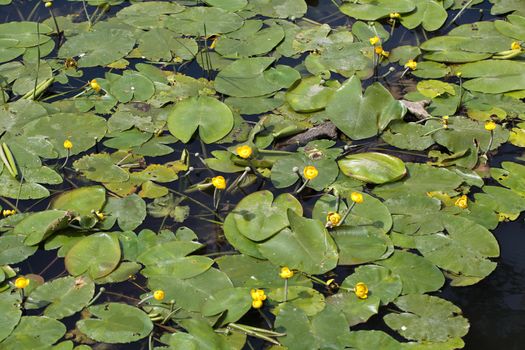 Yellow Water-lilies (Nuphar lutea) in a river.