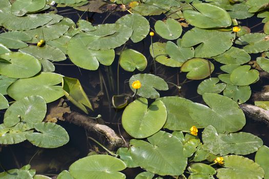 Yellow Water-lilies (Nuphar lutea) in a river.