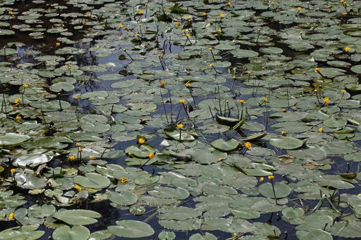 Yellow Water-lilies (Nuphar lutea) in a river.