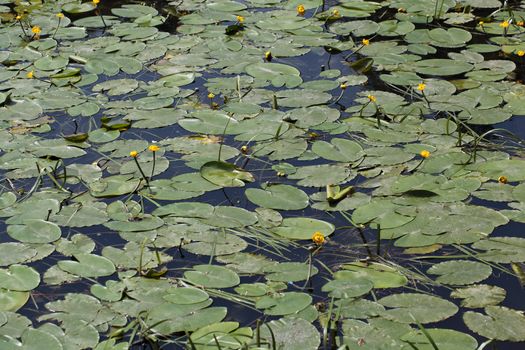 Yellow Water-lilies (Nuphar lutea) in a river.