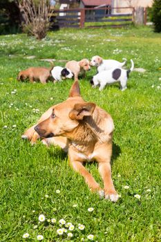 Mixed-breed cute little puppies playing with her dog mom outdoors on a meadow on a sunny spring day.