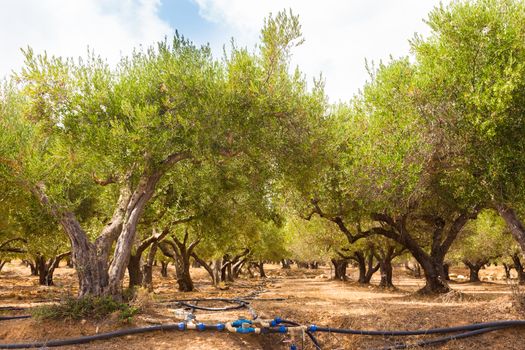 Irrigated olive grove on a hot summer day on Crete island, Greece.