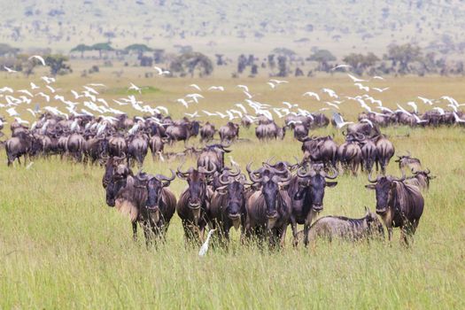 Connochaetes. Big herd of Wildebeests grazing in Serengeti National Park in Tanzania, East Africa.