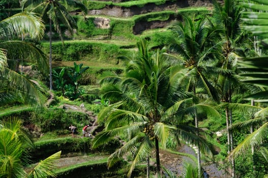 Beautiful green terrace paddy fields on Bali, Indonesia