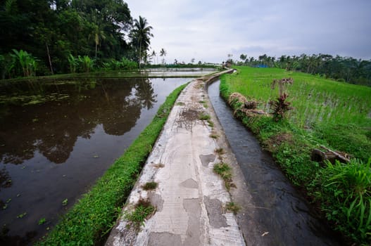 Beautiful green terrace paddy fields on Bali, Indonesia