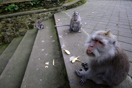 Padangtegal Monkey Forest, Wenara Wana, sacred sanctuary and touristic destination in Ubud, Bali, Indonesia