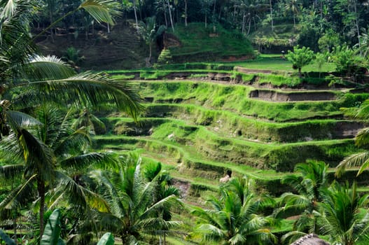 Beautiful green terrace paddy fields on Bali, Indonesia