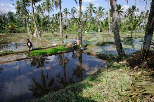 Farmers working on beautiful green terrace paddy fields on Bali, Indonesia