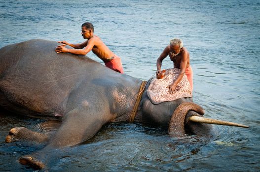 Trainers bathing elephants from the sanctuary colse to Ernakulam, Kerala, South India. It's a popular tourist attraction in the area.