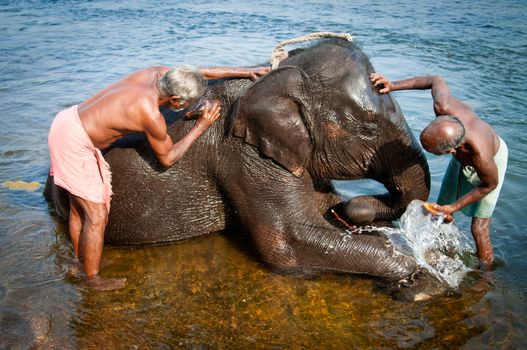 Trainers bathing elephants from the sanctuary colse to Ernakulam, Kerala, South India. It's a popular tourist attraction in the area.