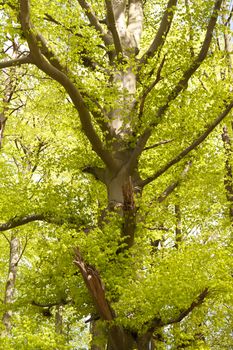 Detail of a Forest in Germany