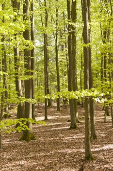 Detail of a Forest in Germany