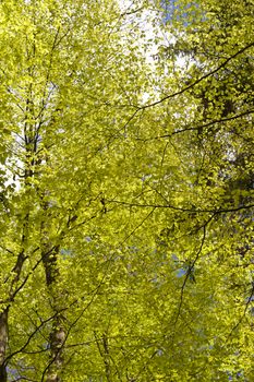 Detail of a Forest in Germany