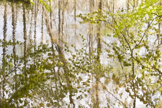 Water Surface of a Creek