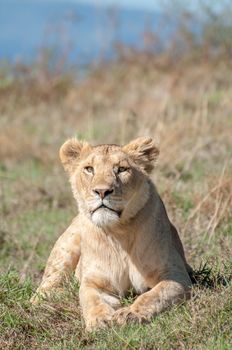 A vertical digital image of a lioness, lying down in the short grass of the Ngorongoro Crater in Tanzania, while looking straight at the viewer with an intense stair.