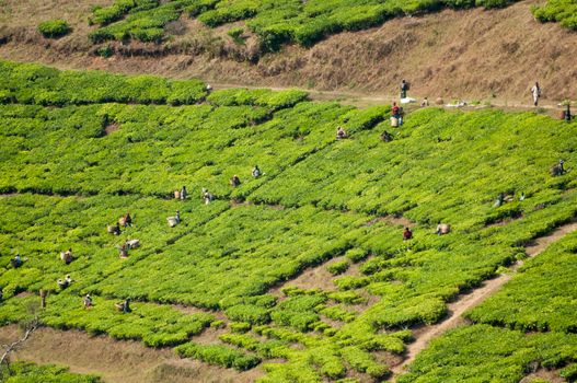 Many workers pick tea against the slopes of a tea plantation as viewed from a distance.