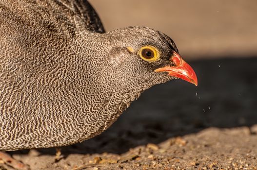 An up close view of a common quil as it picks for food from the sand in low morning sunlight.