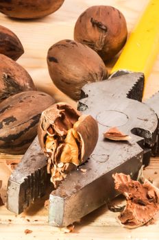 Pecan nut in the grip of a pair of pliers, with the shell already broken, with some unbroken nuts in the background.