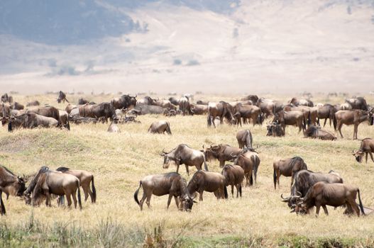 A herd of blue wildebeest graze on the drying grass inside the Ngorongoro Crater in Tanzania, in the background is the rim of the crater clearly visible.