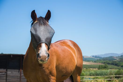 A horse on a farm stand in front of a farming landscape with a dark fly screen on the face as it looks towards the viewer.