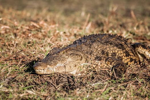 A nile crocodile lies and rests in the warm sun on a grassy area of the banks of the Chobe river during the late afternoon.