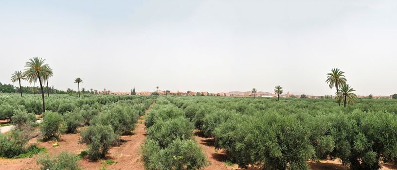 marrakech city morocco panorama and menara garden olives