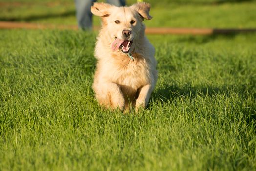 A female golden retriever dog runs and plays in the short green grass of autumn after the harvest as her owner throuws a tennis ball for her to fetch.