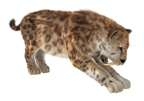 3D digital render of a big cat sabertooth isolated on white background