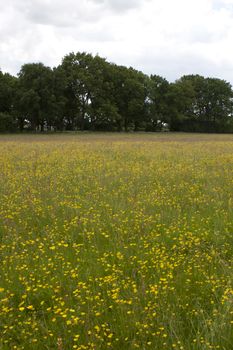 Meadow and fields around Holmer Green, Buckinghamshire, England