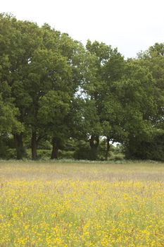 Meadow and fields around Holmer Green, Buckinghamshire, England