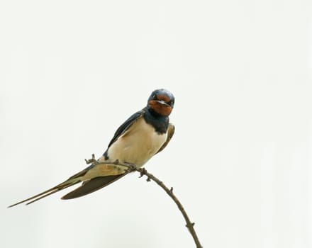 Adult Barn Swallow looking at camera