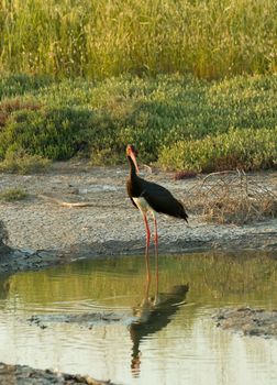 Adult Black Stork in late afternoon sunlight on Lesvos