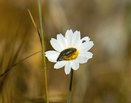 Weevil-type bug on daisy on Lesvos, Greece