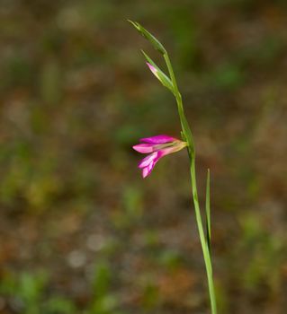 Single wild flower pink Gladiolus orientalis deep in Lesvos forest