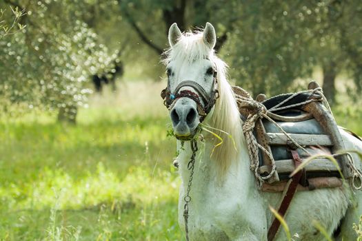 Shepherd's horse on Lesvos, pictured in Olive grove with flock nearby.