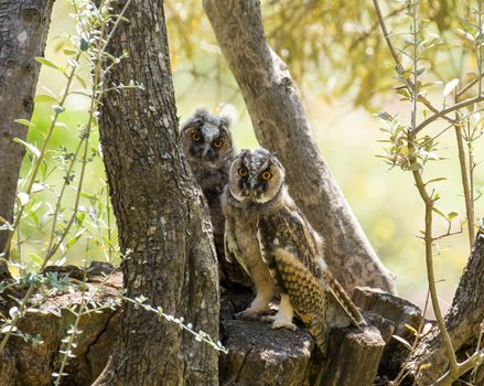 Two Long-eared Owlets peeping from tree in olive grove on Lesvos