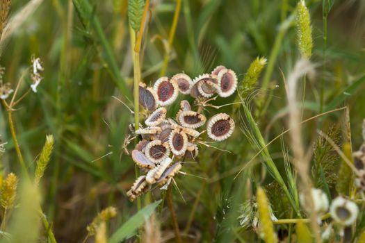 Seedheads of wild plant Mediterranean Hartwort on Lesvos, Greece