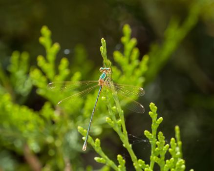 Migrant Spreadwing damselfly on Lesvos, Greece