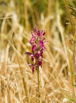 Holy Orchid at Perasma, on Lesvos