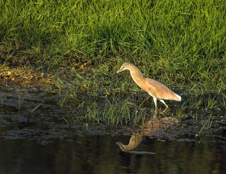 Adult Squacco Heron fishing in evening sun