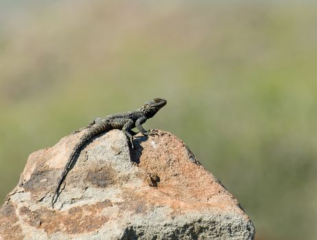 Starred Agama Lizard basking on rock