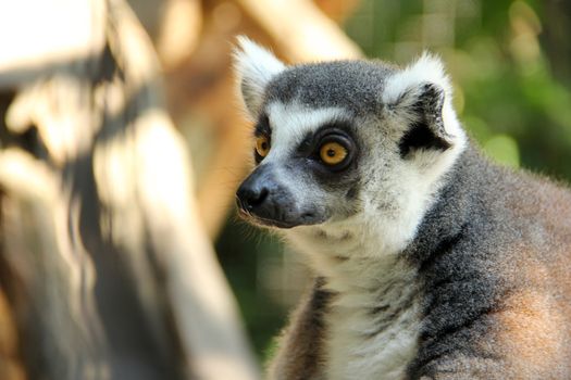 Close up portrait ring tailed lemur