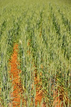 Green grain wheat growing in farm field