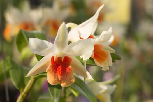 Orchid flowers, Laeliocattleya orange and white color