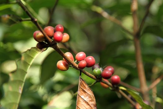 Coffee beans with branch on the tree