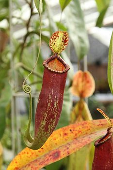 The pitcher plant Nepenthes species is a carnivorous plant