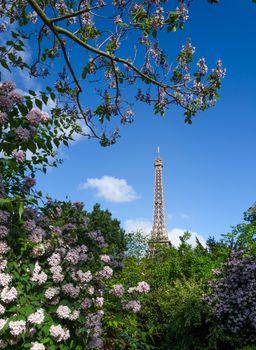 Eiffel Tower and colorful blossoming trees, Paris, France.