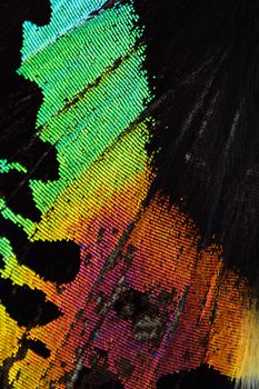 Multicolored butterfly wing, nature pattern texture background
