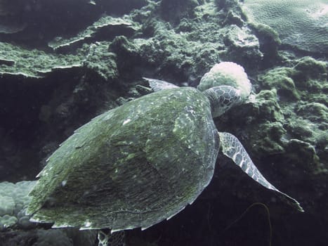 closed up the turtle in north andaman, Thailand